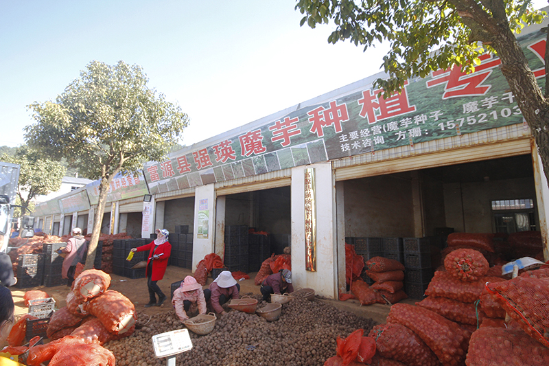 富源縣強(qiáng)瑛魔芋